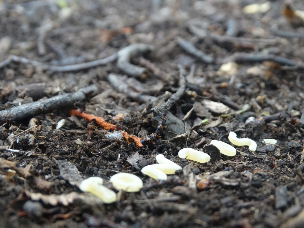 Field Writing: EXPERIMENTOS.